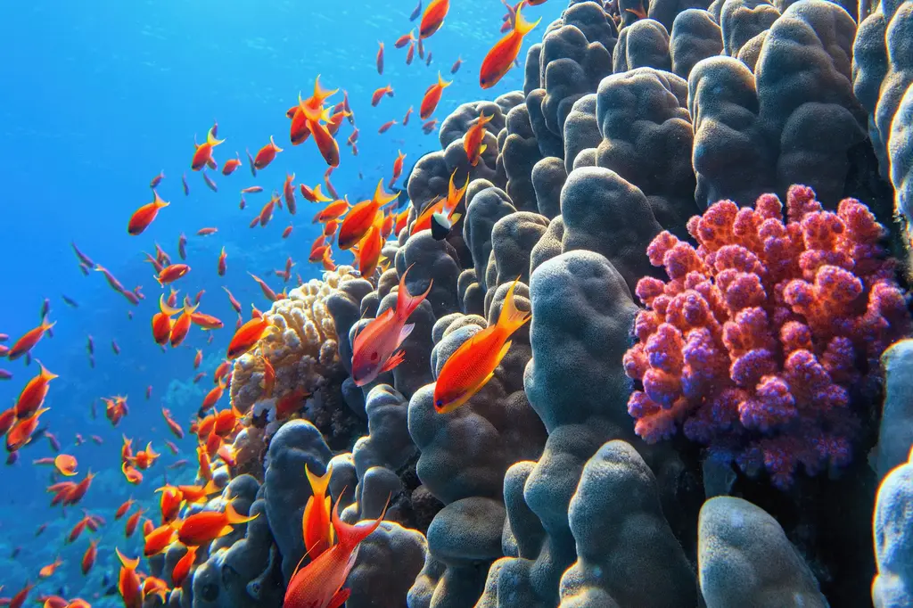 Beaches Port Douglas image 12