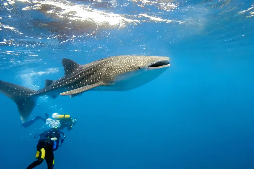 Dhigufaru Island Resort image 18