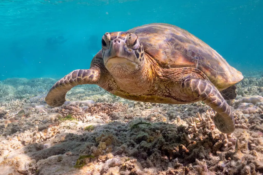 Reefsleep – Cruise Whitsundays image 10