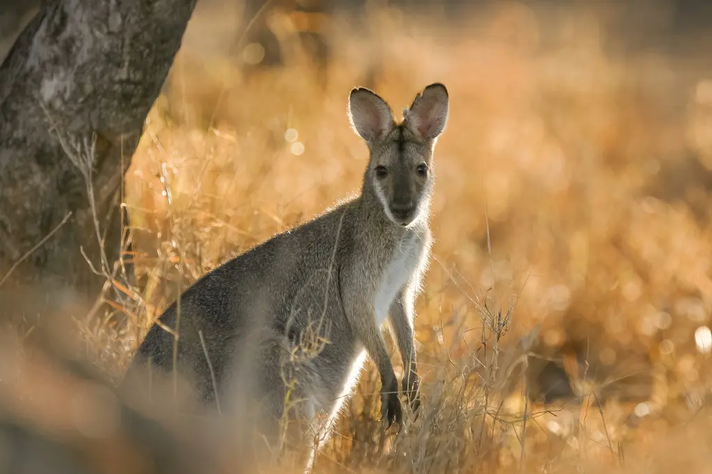 Mitchell Grass Retreat image 8