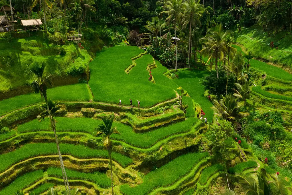 Alila Ubud  image 13