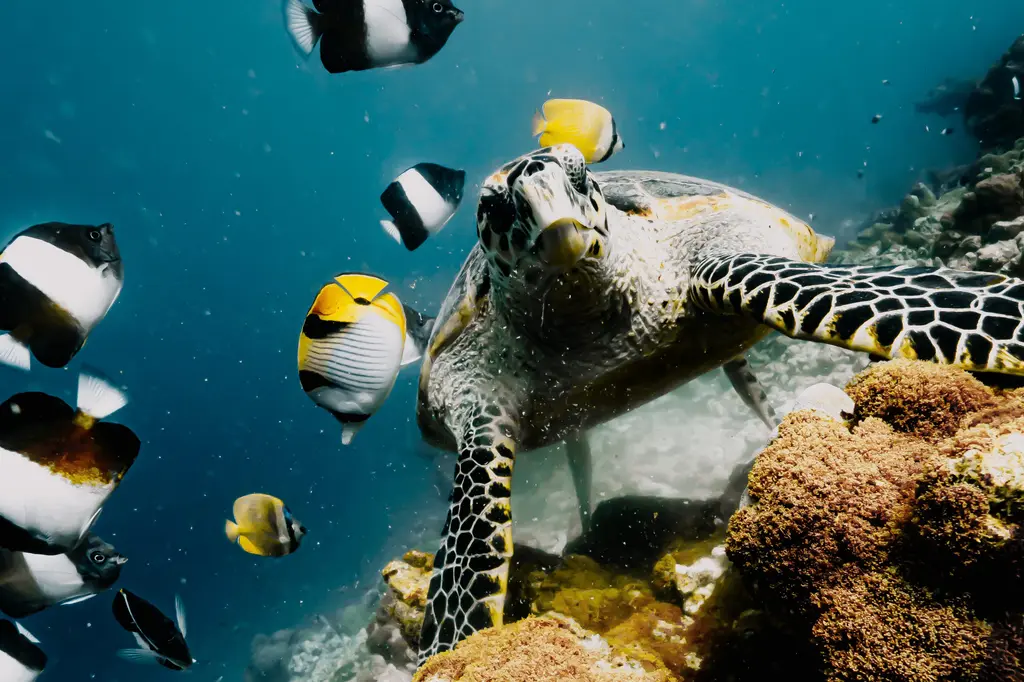 NH Collection Maldives Reethi Resort image 9