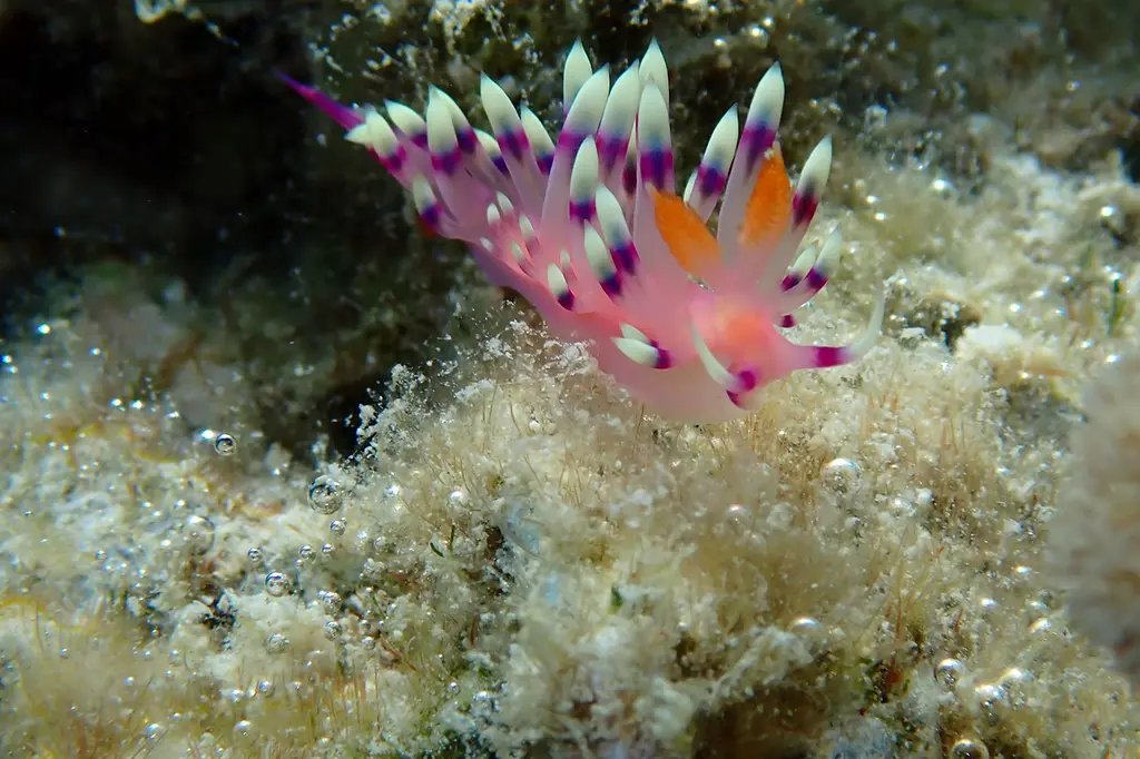 mist at Cape Tribulation image 15