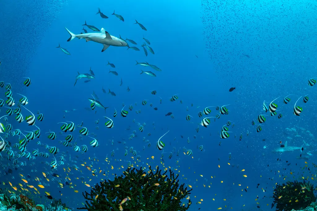 Dhigufaru Island Resort image 16