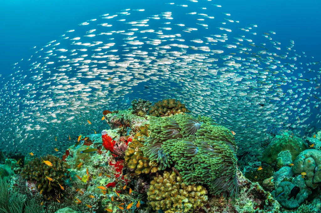 Dhigufaru Island Resort image 20