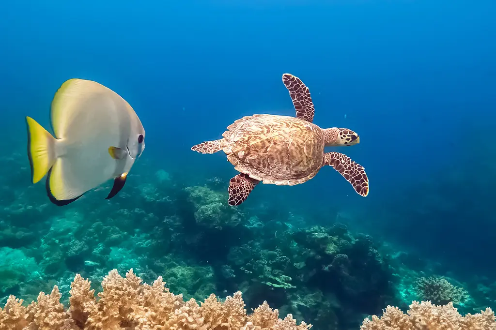 Hideaway Beach Resort & Spa  image 9