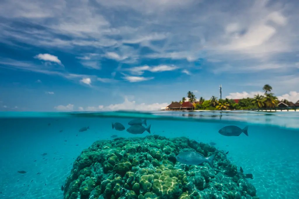 Dhigufaru Island Resort image 4